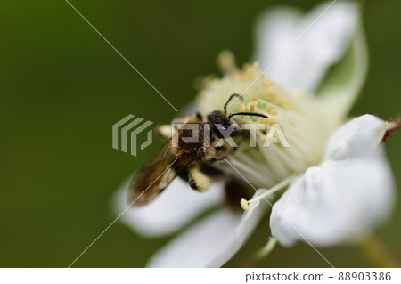 Bees collecting nectar from flowers Bees collecting nectar from flowers 88903386
