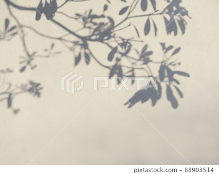Tree leaves shadow on wall Nature Abstract background Tree leaves shadow on wall Nature Abstract background 88903514