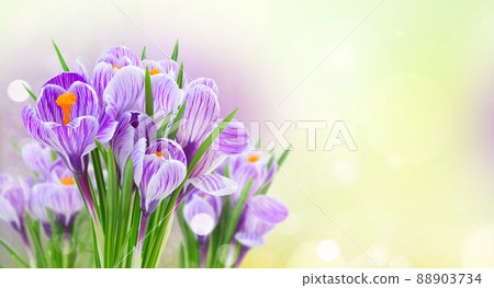 Violet crocus flowers 88903734