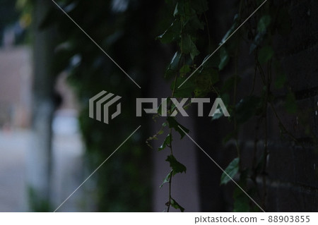 seoul alley residential area wall ivy plant seoul alley residential area wall ivy plant 88903855