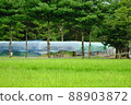 農村森林樹木農村生活溫室和平景觀 88903872