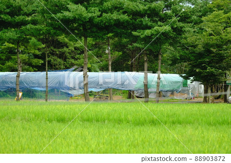 農村森林樹木農村生活溫室和平景觀 88903872