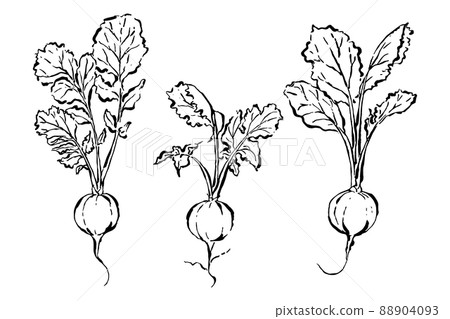 Sumi-e style radish illustration set 88904093