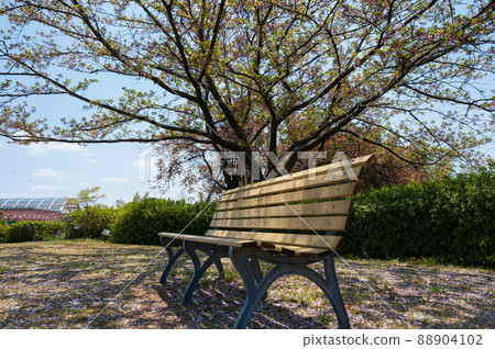 櫻花和長凳 櫻花和長凳 88904102