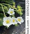 Strawberry  88904120
