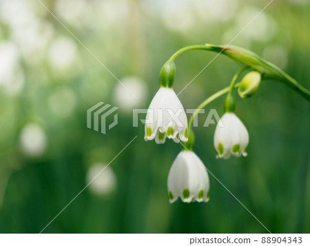 可愛的雪花的形象 可愛的雪花的形象 88904343