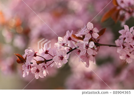 Beautiful flowering tree. Spring colorful background with flowers. Nature in spring time - nice sunny day. Beautiful flowering tree. Spring colorful background with flowers. Nature in spring time - nice sunny day. 88904365