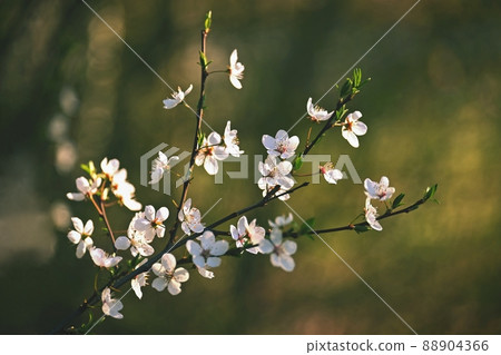 Beautiful flowering tree. Spring colorful background with flowers. Nature in spring time - nice sunny day. Beautiful flowering tree. Spring colorful background with flowers. Nature in spring time - nice sunny day. 88904366