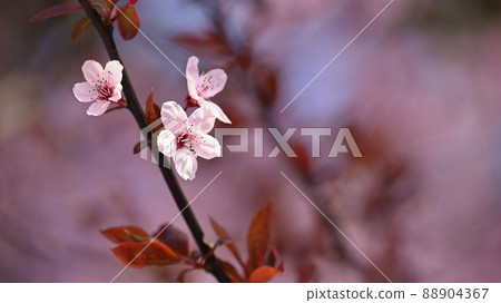 Beautiful flowering tree. Spring colorful background with flowers. Nature in spring time - nice sunny day. 88904367