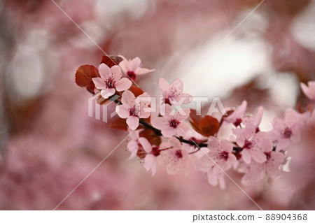 Spring background. Pink cherry blossoms on a tree under a blue sky. Beautiful Sakura flowers during spring time in the park. 88904368