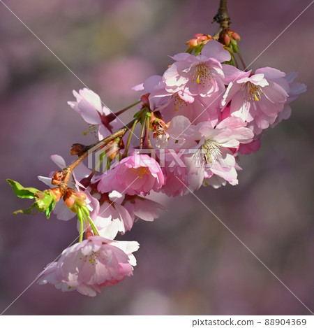 Spring background. Pink cherry blossoms on a tree under a blue sky. Beautiful Sakura flowers during spring time in the park. Spring background. Pink cherry blossoms on a tree under a blue sky. Beautiful Sakura flowers during spring time in the park. 88904369