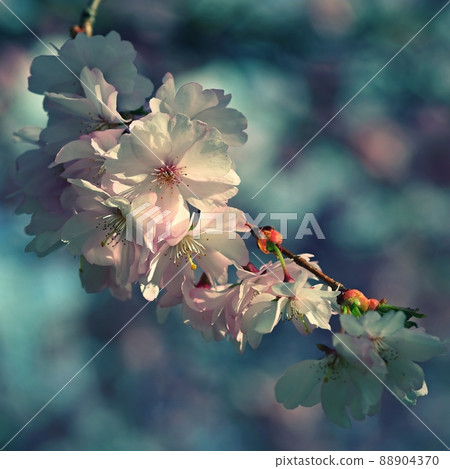 Spring background. Pink cherry blossoms on a tree under a blue sky. Beautiful Sakura flowers during spring time in the park. Spring background. Pink cherry blossoms on a tree under a blue sky. Beautiful Sakura flowers during spring time in the park. 88904370