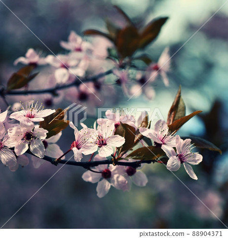 Spring background. Pink cherry blossoms on a tree under a blue sky. Beautiful Sakura flowers during spring time in the park. Spring background. Pink cherry blossoms on a tree under a blue sky. Beautiful Sakura flowers during spring time in the park. 88904371