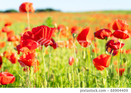 field of poppy flowers 88904409