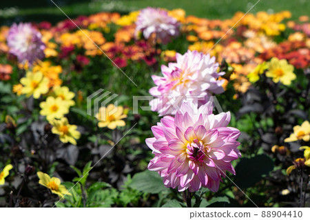 dahlia flowers summer background dahlia flowers summer background 88904410