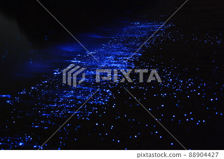 Sea firefly 88904427