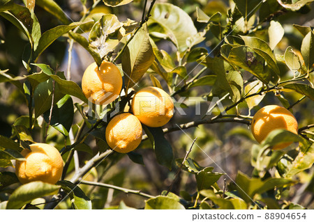 Setonai lemon Setonai lemon 88904654