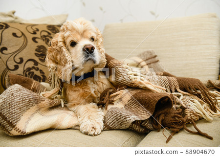 An American Cocker Spaniel lies on a couch wrapped in a blanket. An American Cocker Spaniel lies on a couch wrapped in a blanket. 88904670