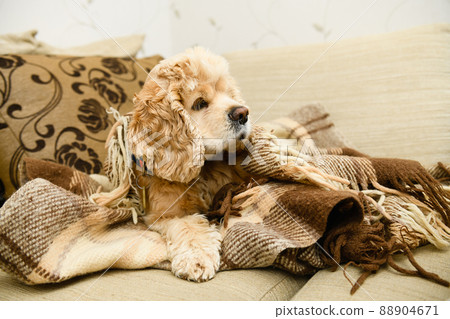 An American Cocker Spaniel lies on a couch wrapped in a blanket. An American Cocker Spaniel lies on a couch wrapped in a blanket. 88904671