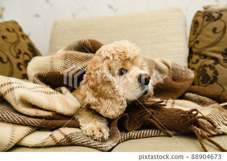 An American Cocker Spaniel lies on a couch wrapped in a blanket. An American Cocker Spaniel lies on a couch wrapped in a blanket. 88904673