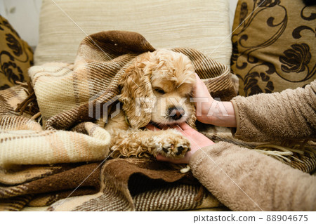 An American Cocker Spaniel lies on a couch wrapped in a blanket. An American Cocker Spaniel lies on a couch wrapped in a blanket. 88904675