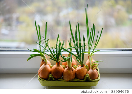 Close-up of onion with fresh sprouts on white background Close-up of onion with fresh sprouts on white background 88904676