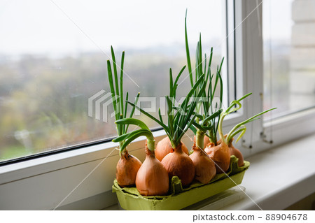 Close-up of onion with fresh sprouts on white background Close-up of onion with fresh sprouts on white background 88904678