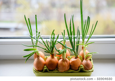 Close-up of onion with fresh sprouts on white background Close-up of onion with fresh sprouts on white background 88904680