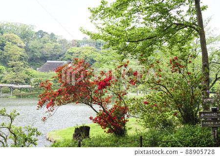 三溪園,位於神奈川縣橫濱市中區本牧的風景區,新鮮的綠色令人眼花繚亂 三溪園,位於神奈川縣橫濱市中區本牧的風景區,新鮮的綠色令人眼花繚亂 88905728