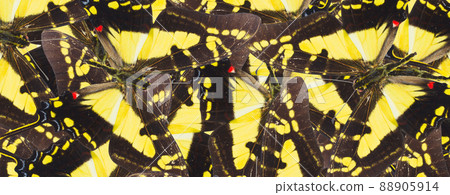 Protographium thyastes butterfly 88905914