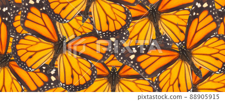 Peacock butterfly 88905915