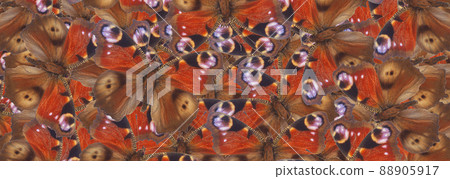 Peacock butterfly 88905917