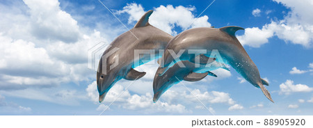 three jumping dolphins 88905920
