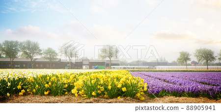 Dutch spring hyacinth flowers field Dutch spring hyacinth flowers field 88905941