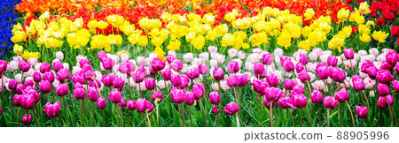 Rows of tulip flowers Rows of tulip flowers 88905996