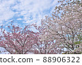 四月盛開的雙櫻花和藍天 88906322