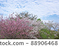四月鮮綠重瓣櫻花盛開藍天 88906468
