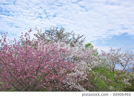 四月鮮綠重瓣櫻花盛開藍天 88906468