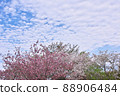 四月鮮綠重瓣櫻花盛開藍天 88906484