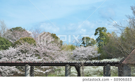 清新的綠色和盛開的公園風景 88906883