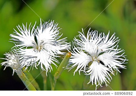 Kawarana Dessico (Kawahara Sakiko) Kawarana Dessico (Kawahara Sakiko) 88906892