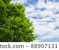 新鮮的綠色、年輕的葉子和藍天 88907131
