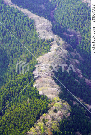 那戈谷春景 88907338