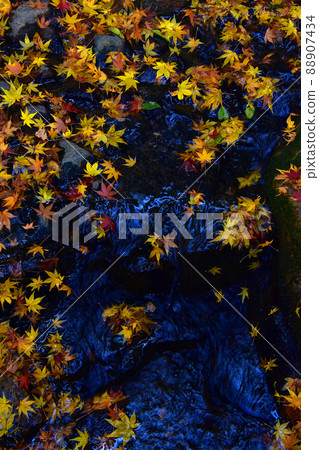 Autumn leaves 88907434