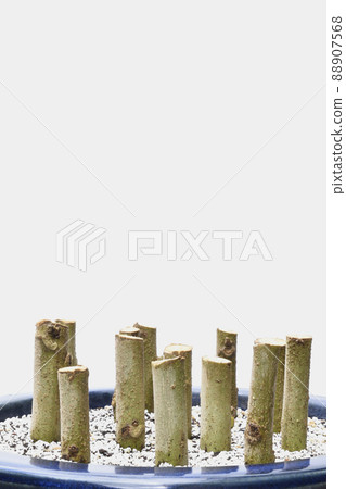 Drunk Furong increase with cuttings (fix shoot) Drunk Furong increase with cuttings (fix shoot) 88907568