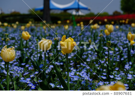 Nemohira and tulip Nemohira and tulip 88907681