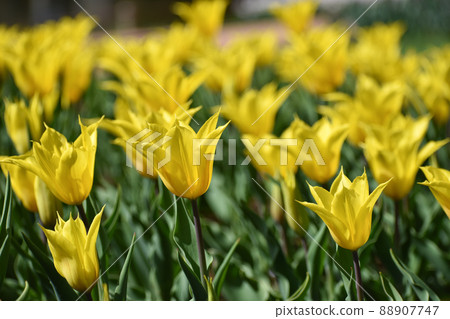 Yellow tulip 88907747