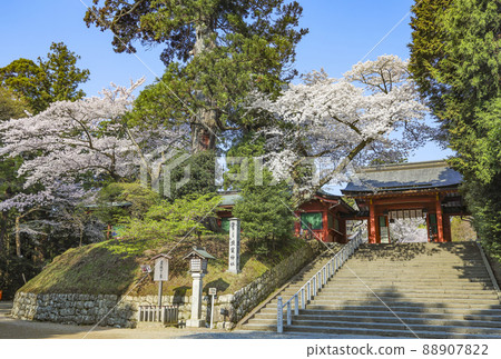 鹽釜神社、鹽釜神社、櫻花 鹽釜神社、鹽釜神社、櫻花 88907822