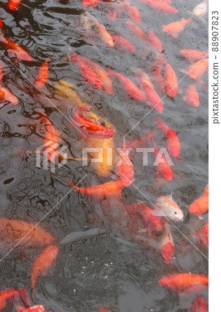 Red carp fish. Red carp fish. 88907823