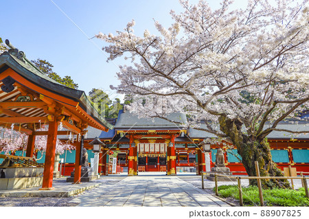 鹽釜神社、鹽釜神社、櫻花 鹽釜神社、鹽釜神社、櫻花 88907825